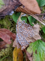 Didymium squamulosum