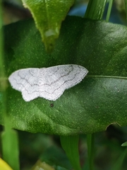 Scopula umbilicata