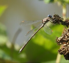 Archilestes californicus