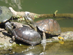 Kinosternon integrum