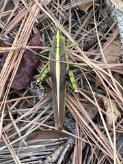 Schistocerca alutacea