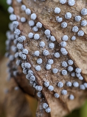 Didymium squamulosum