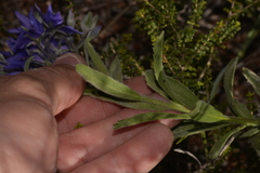 Halgania sericiflora
