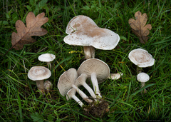 Clitocybe rivulosa