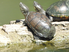 Kinosternon integrum