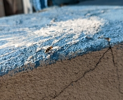 Paranapiacaba tricincta