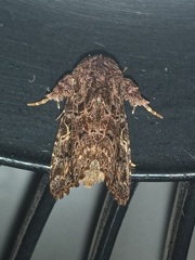 Argyrosticta decumana