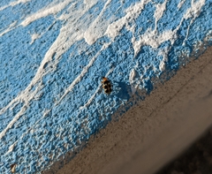 Paranapiacaba tricincta