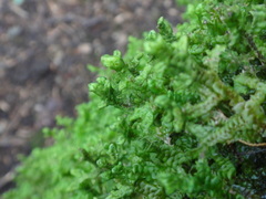 Lepidoziaceae