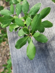 Forestiera pubescens