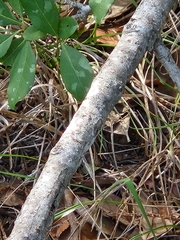 Forestiera pubescens