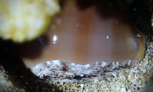 Lyncina sulcidentata observed 2022-09-25