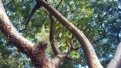 Bursera simaruba