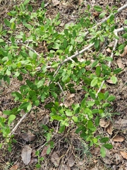 Forestiera pubescens