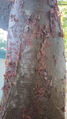 Bursera simaruba