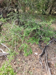 Forestiera pubescens