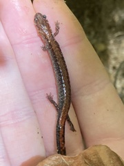 Plethodon cinereus