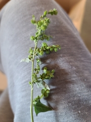Atriplex micrantha