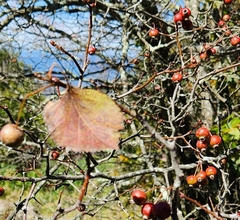 Crataegus phaenopyrum