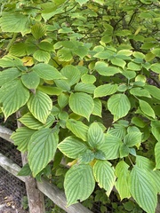 Cornus alternifolia