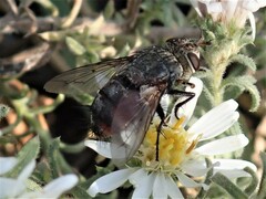 Tachininae