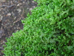 Lepidoziaceae