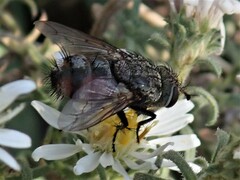 Tachininae