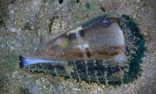 Conus vexillum observed 2022-09-25