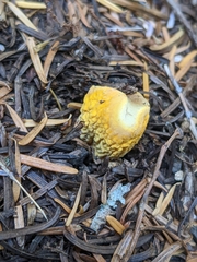 Turbinellus floccosus