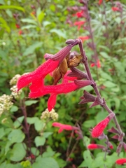 Salvia fulgens