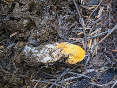 Turbinellus floccosus