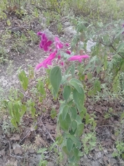 Salvia curviflora