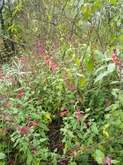 Salvia fulgens