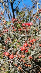 Crataegus phaenopyrum