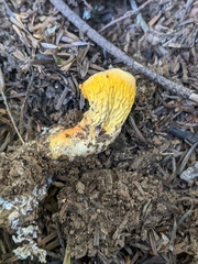 Turbinellus floccosus