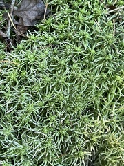Sphagnum girgensohnii