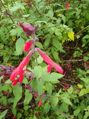 Salvia fulgens