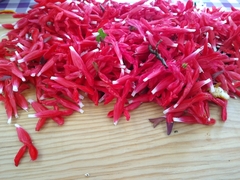 Salvia fulgens