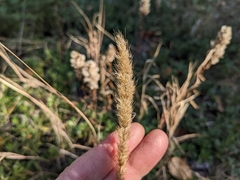 Muhlenbergia andina
