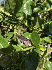 Ectinogonia buquetii