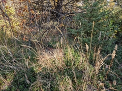 Muhlenbergia andina