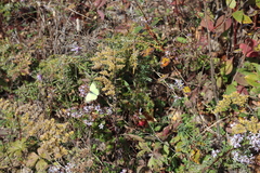 Juniperus communis depressa