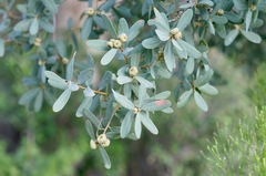 Quercus oblongifolia