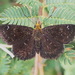 Staphylus - Photo (c) Paul Bedell,  זכויות יוצרים חלקיות (CC BY-SA), הועלה על ידי Paul Bedell