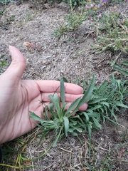 Grindelia subalpina