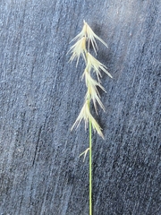 Bouteloua rigidiseta