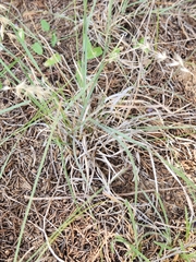 Bouteloua rigidiseta