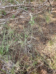 Bouteloua rigidiseta