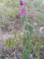 Salvia curviflora