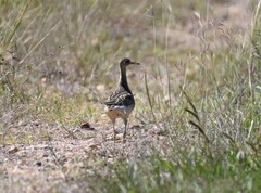Bartramia longicauda